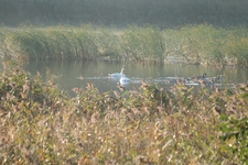 łabędź niemy17wrze